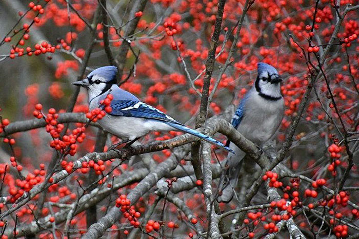 red berries with branches and birds with blue heads and grey bodies