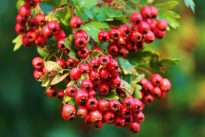 small red berries with green foliage
