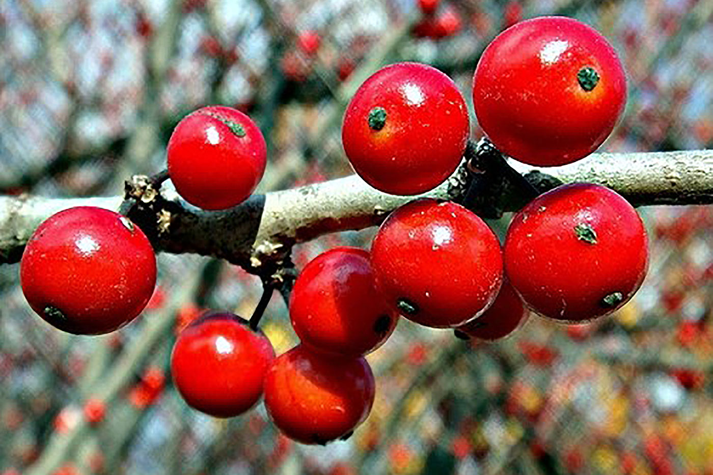 red berries with branches