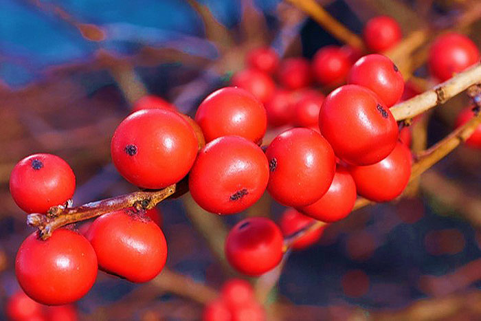 Red Berries Brighten Fall Landscapes - Long after the showy leaves  associated with autumn have faded or fallen, plants with colorful berries  continue to brighten the countryside