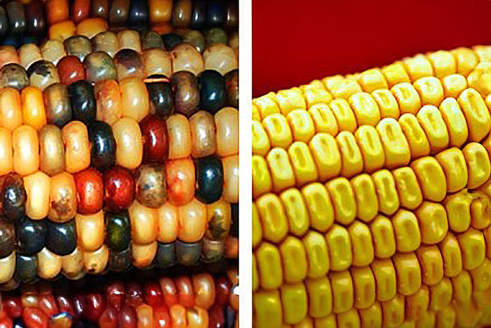multi-colored corn next to yellow corn with pushed in kernals