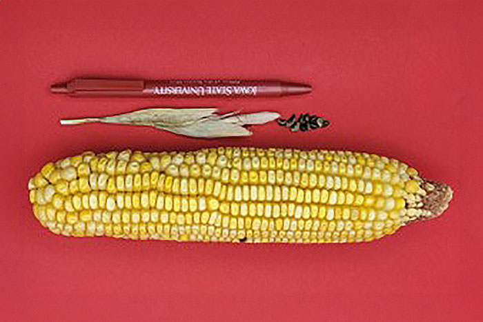 cob of corn next to very small dark-colored cob of corn next to a pen for size reference on red background