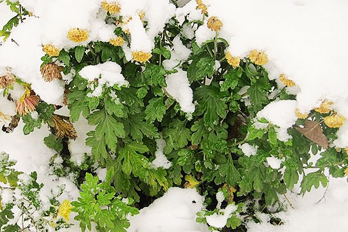 yellow flowers and foliage under snow