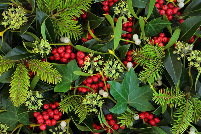 green foliage with red berrires