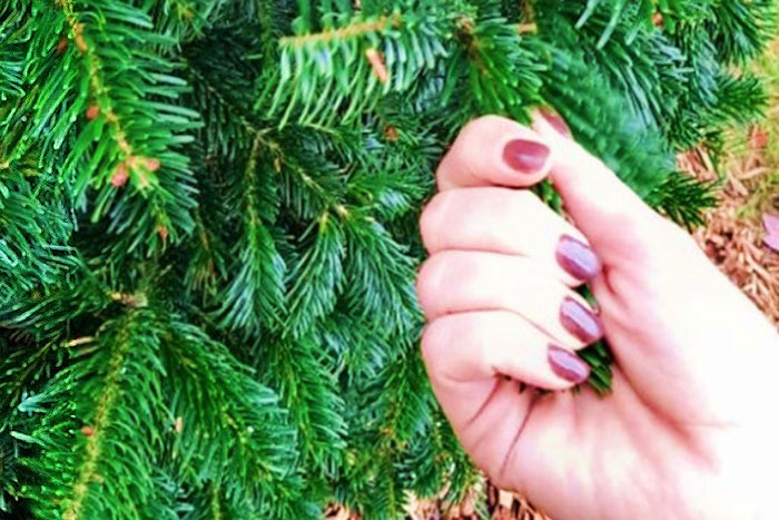 womans hand pulling foliage of evergreen tree