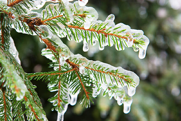 pine branch covered in ice