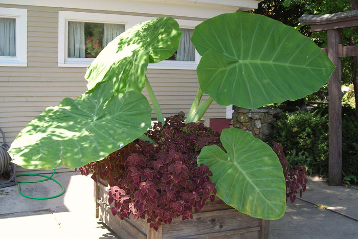 giant green leaves in a planter box