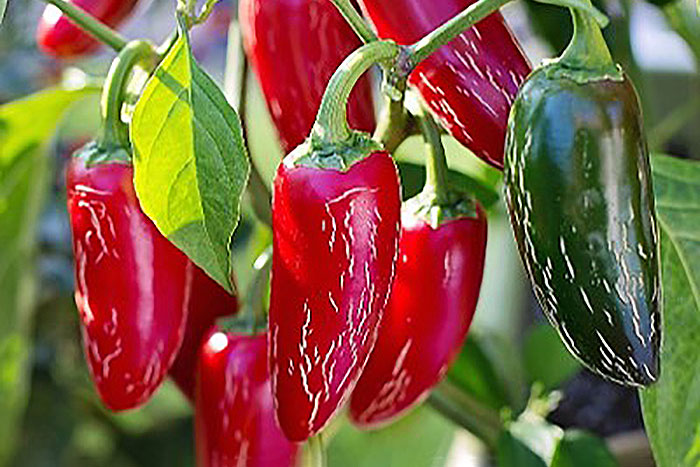 red and green chili peppers on plant