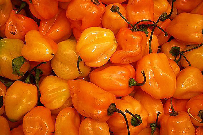orange chili peppers