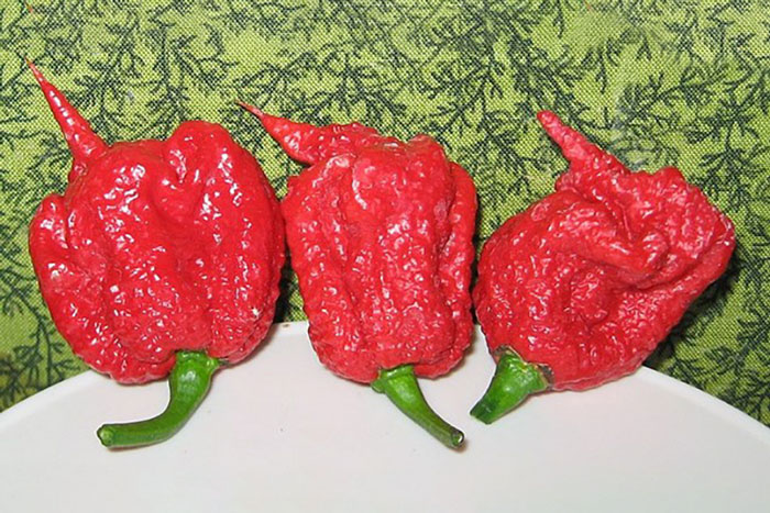 three red chili peppers on white plate