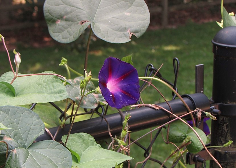 purple flower attached to fence