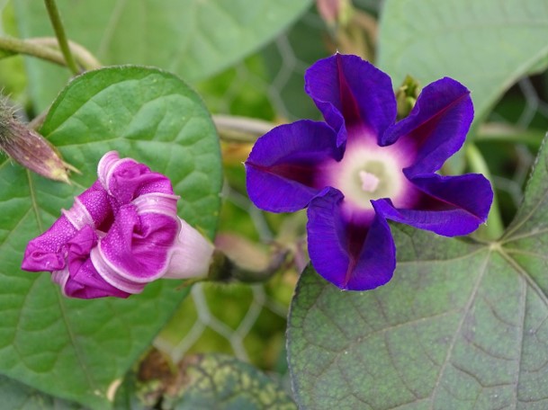 a pink flower next to a purple flower