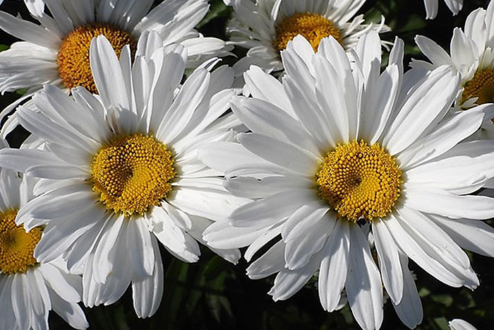 white flowers with yellow centers