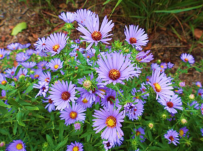 lavendar colored flowers