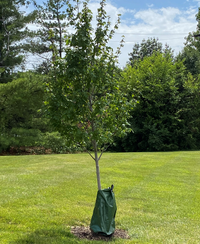 tree with watering bag at base