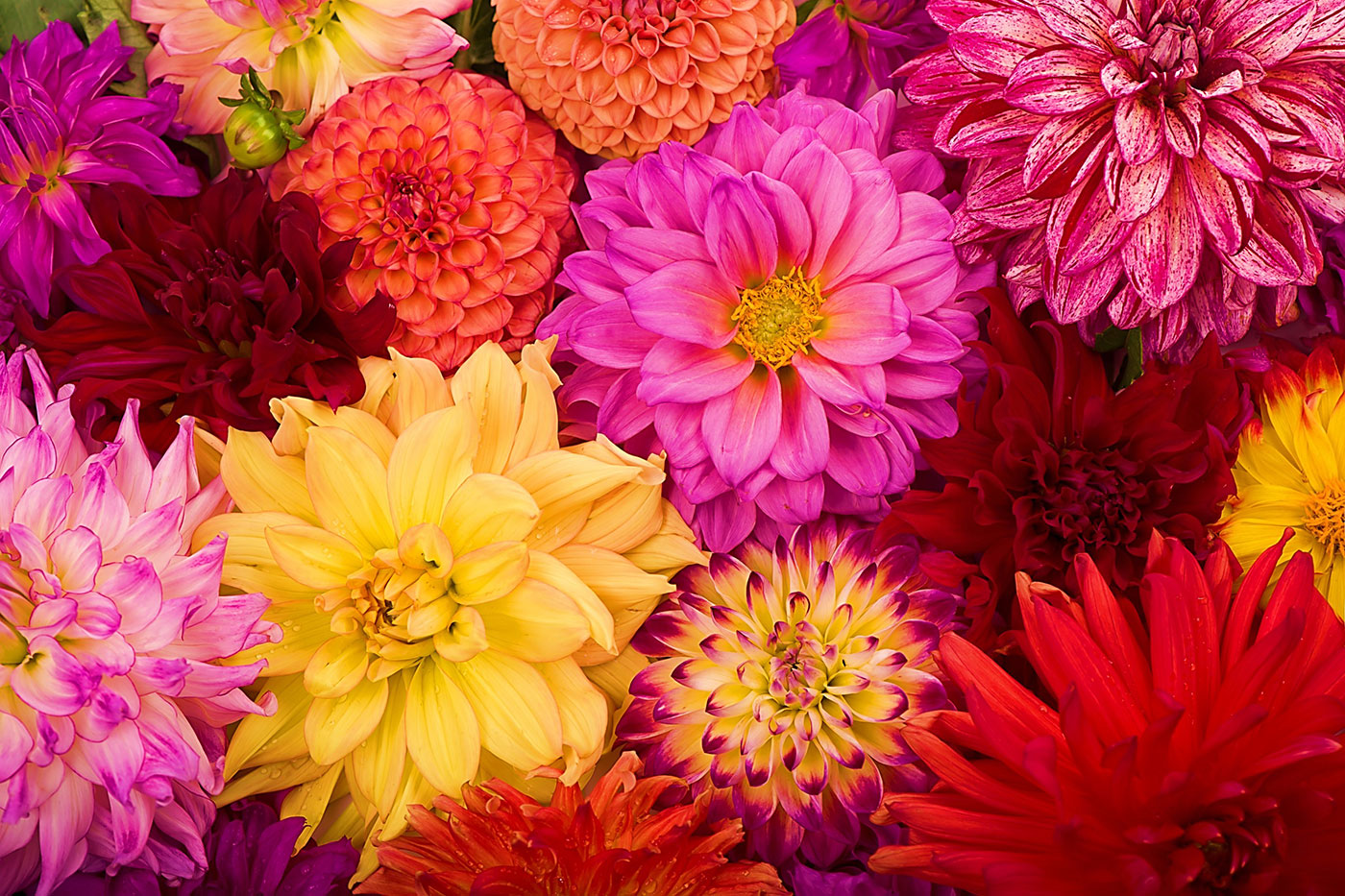 multiple colored flowers