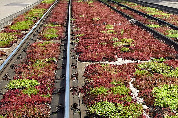 railroad tracks with green and red foliage in between rails and ties