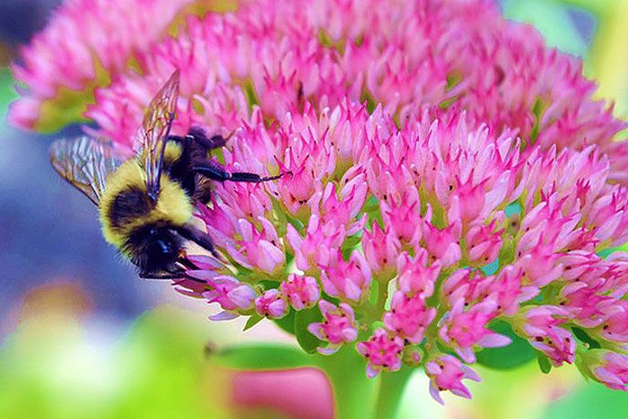 pink flowers with bumble bee