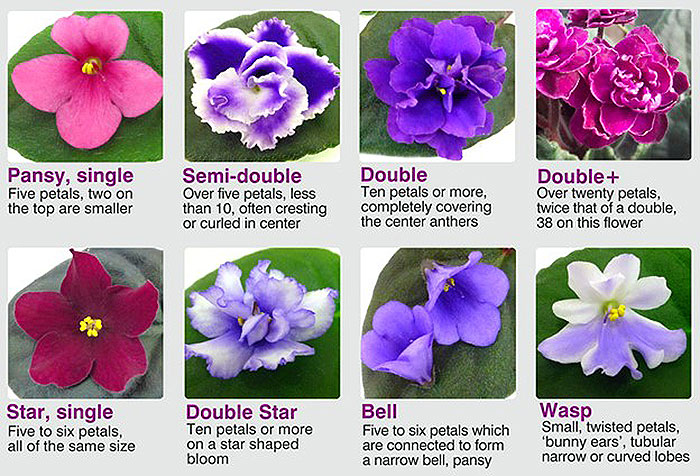 eight images of different colored flowers