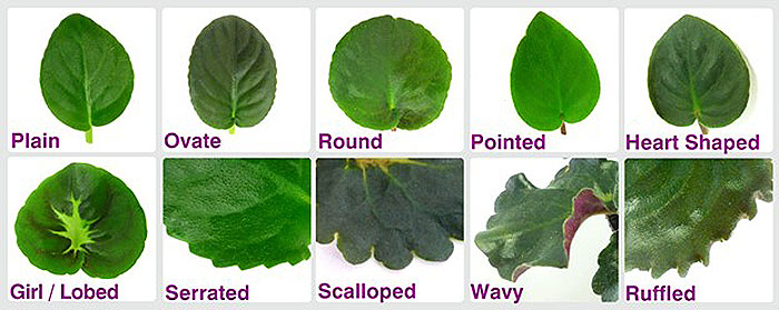 ten images of different leaves and parts of leaves