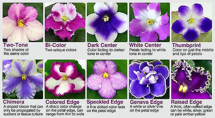 ten images of different colored flowers