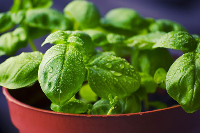 basil in brown pots