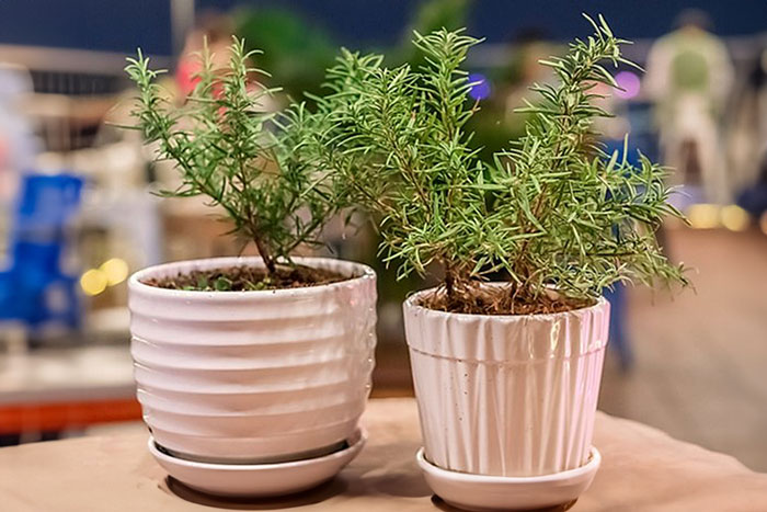 herbs in white pots