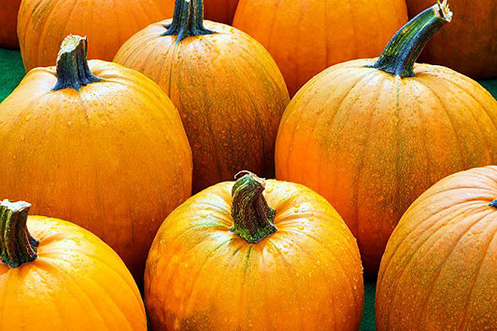 yellowing pumpkins