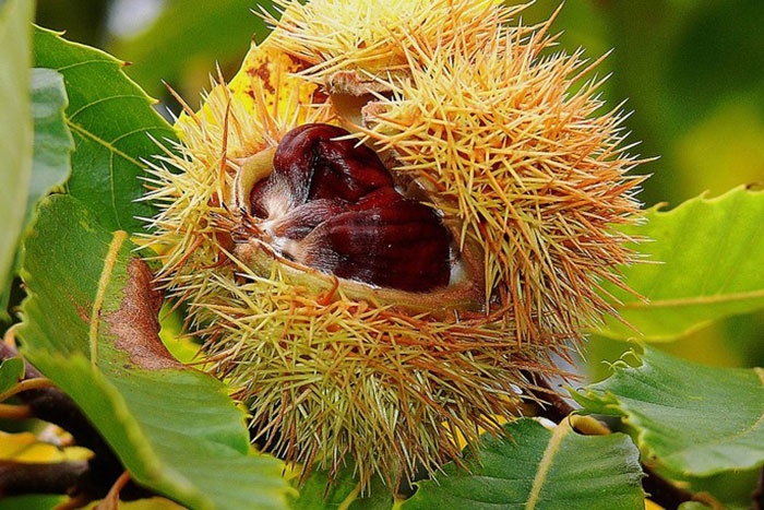 spikey shell with chestnut protruding