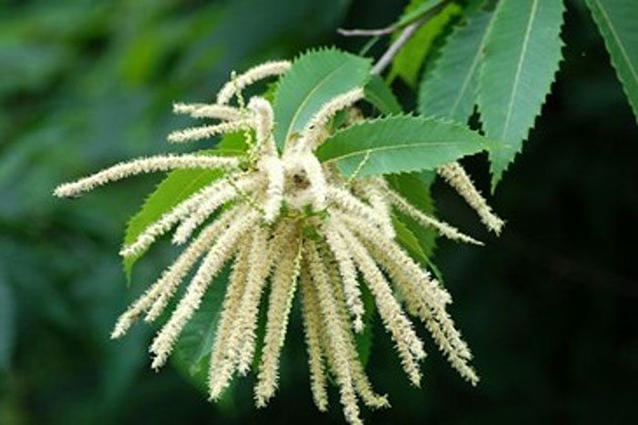 white stringy flower 