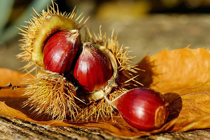 spikey shell with chestnuts protruding