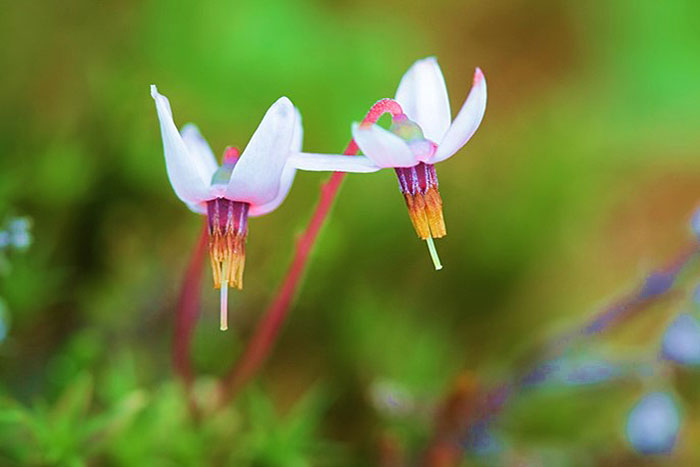 two white flowers