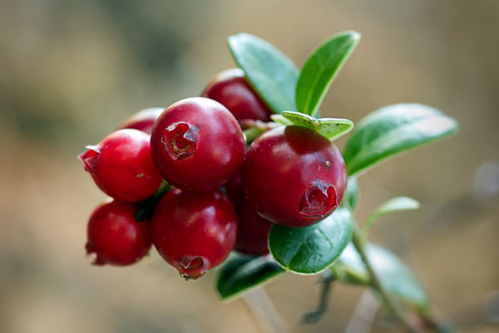 red berries on a branch