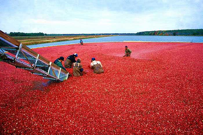 people harvesting cranberries from water