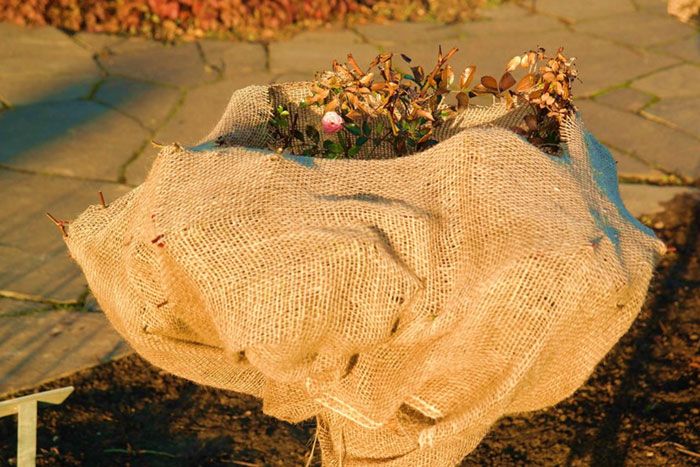 burlap wrapped bush