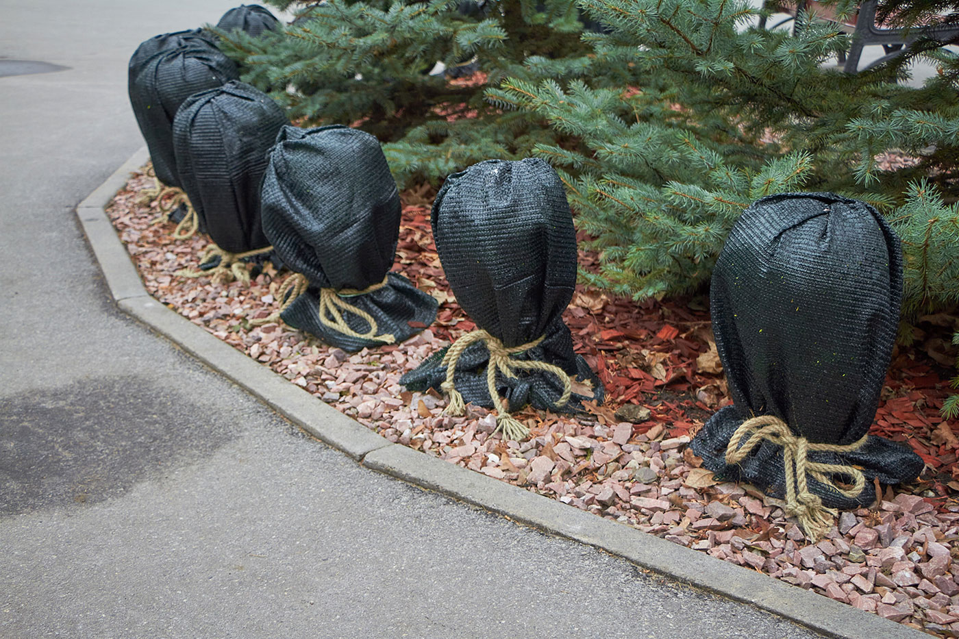 landscape plants with fabric covering