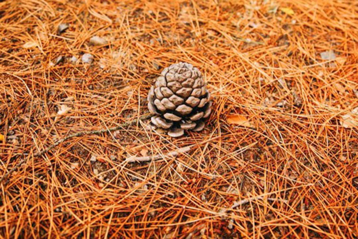 pine cone on bed of pine needles