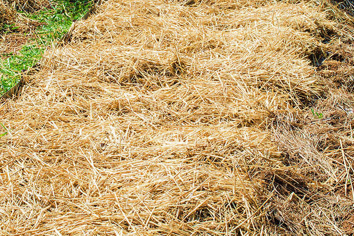 bed of straw