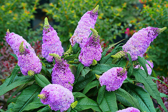 purple cone like flowers