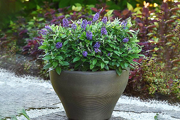 grey pot with bush of purple cone like flowers