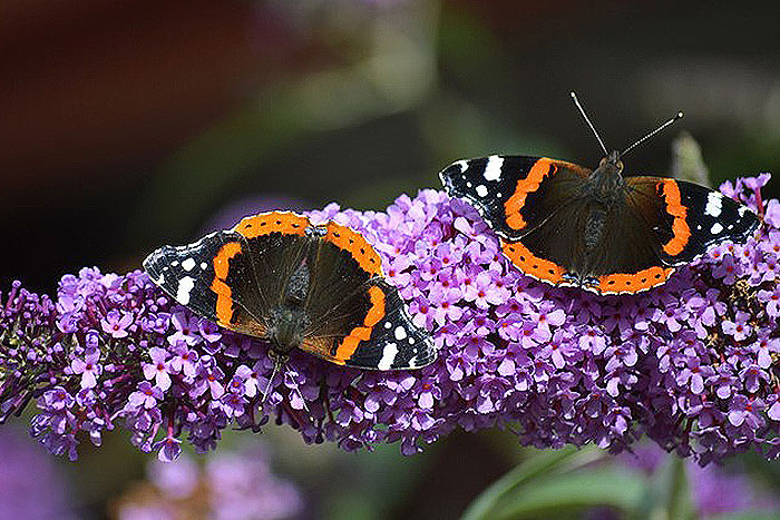 purple flowers with orange and black butterflies