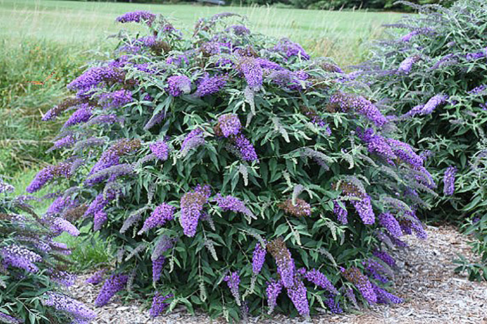 bush with purple cone like flowers