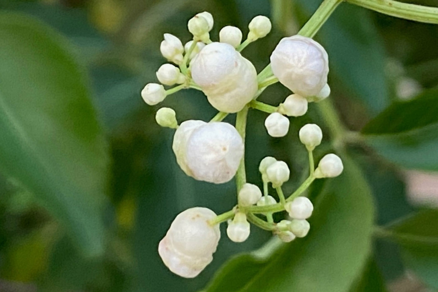 white flower buds