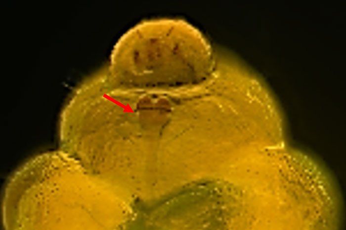 close up of larva