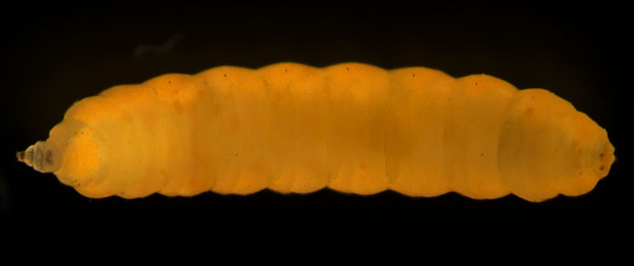 orange worm