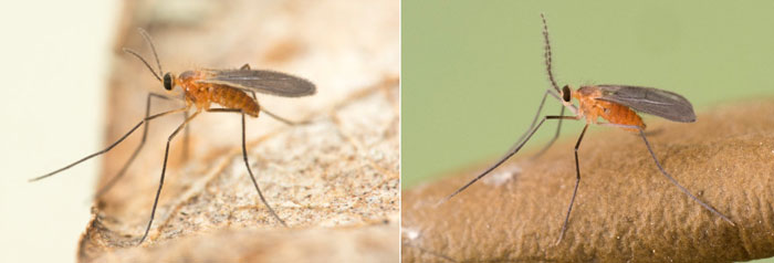 side by side comparison of two flies