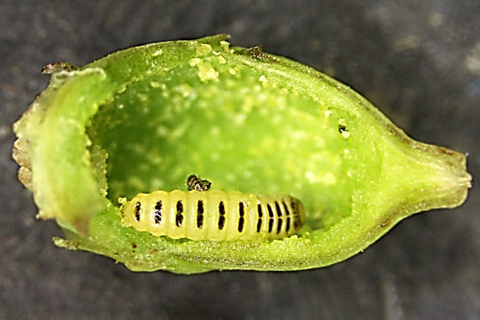 cross section of green bud with yellow and black larva