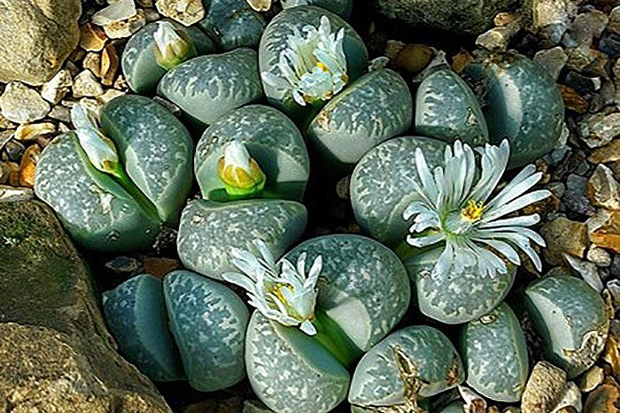 light green stone like succulents on the ground