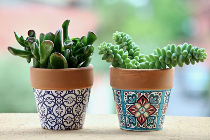 two succulents in pots