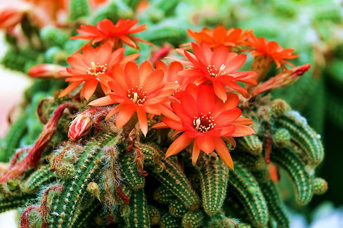cacti with red flowers